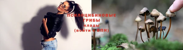 прущие грибы Снежногорск